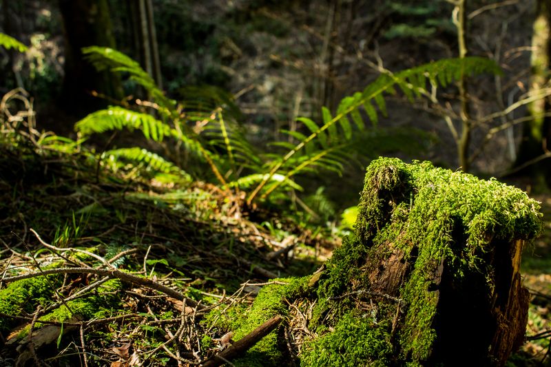 Parco Foreste Casentinesi (courtesy Parco Nazionale delle Foreste Casentinesi Monte Falterona e Campigna)